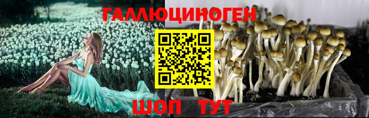 Галлюциногенные грибы Psilocybe Урай